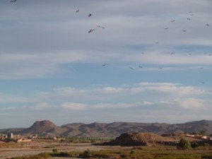 Morocco travel adventure: Raptor spring migration through Morocco 2016 